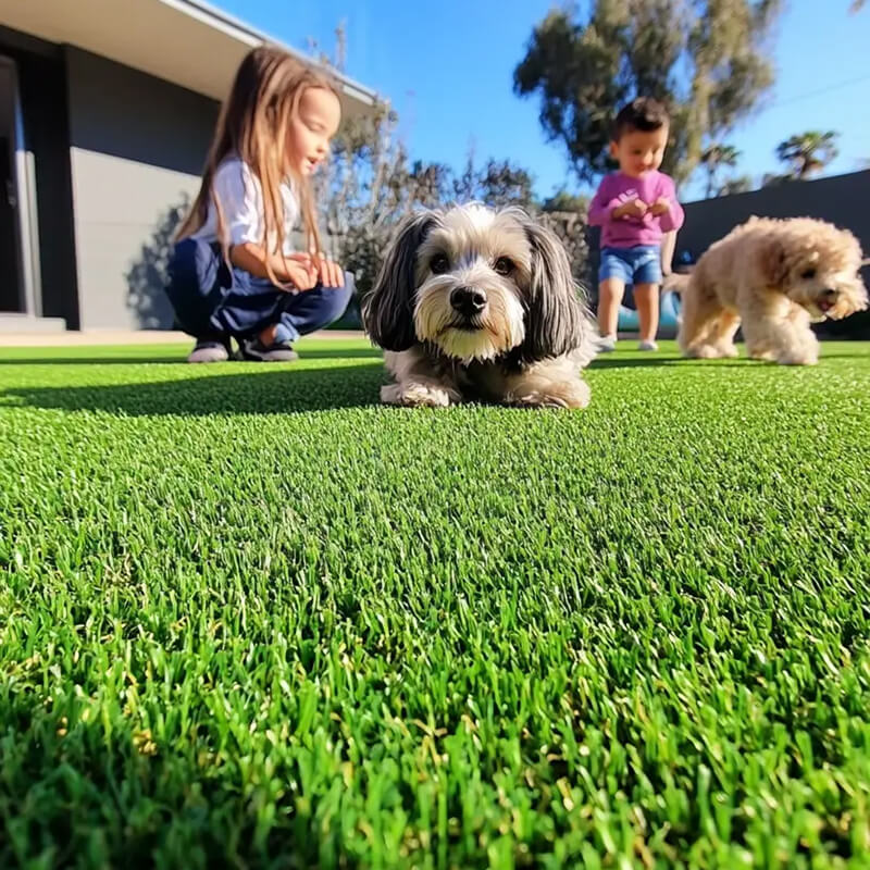 Children and dogs playing on artificial grass in the yard